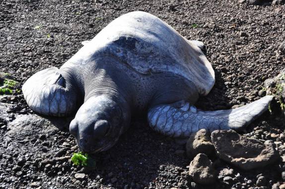 Taratruga descansa em praia de Hanga Roa, a única cidade da Ilha de Páscoa